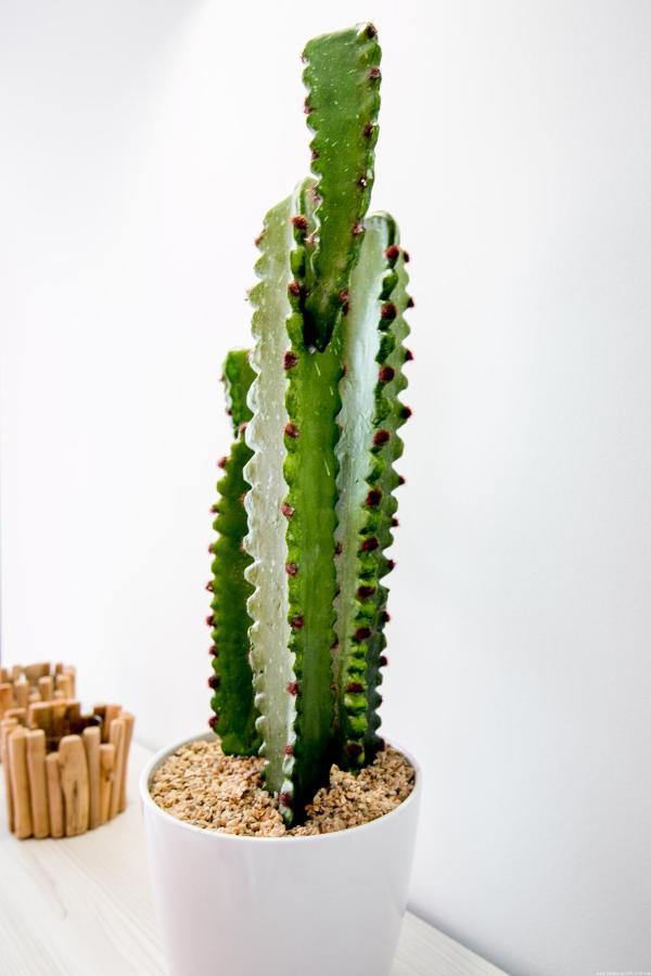 Cactus Apartment San Miguel de Abona Buitenkant foto